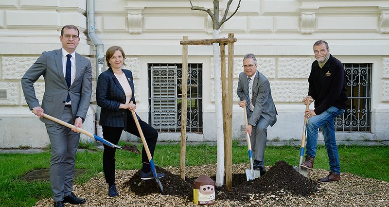 Eine Vogelbeere wird am Campus der Universität Graz gepflanzt